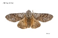 藏品(線茸毒蛾)的圖片